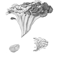 Trsnatec lupenitý (Maitake)