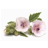 fehérmályva gyökér