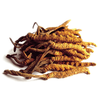 Housenice čínská (Cordyceps)