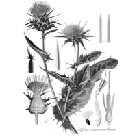 Ostropestřec mariánský