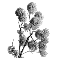 Lapacho (Pau D’Arco)