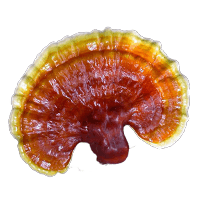 Lesklokorka lesklá (Reishi)