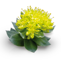 Rozchodnice růžová